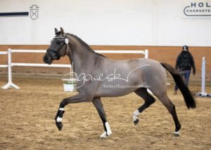 PSB Körung Samstag 18