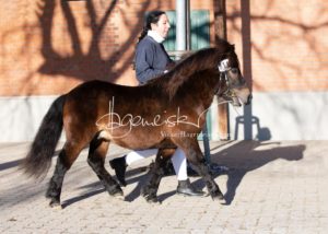 PSB Körung Sonntag 4