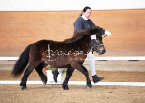 PSB Körung Sonntag 5