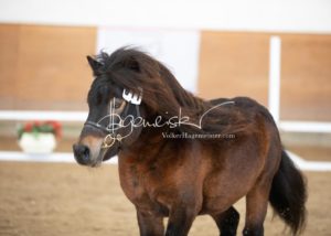 PSB Körung Sonntag 6