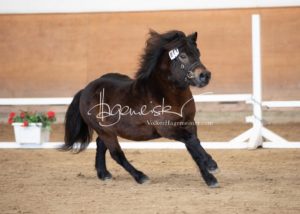 PSB Körung Sonntag 7