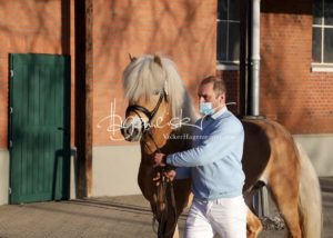 PSB Siegerhengste 12