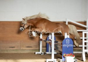 PSB Siegerhengste 10