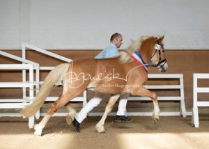 PSB Siegerhengste 11