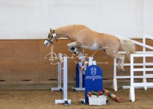 PSB Körung Samstag 24