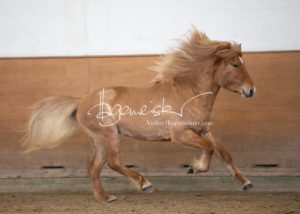 PSB Körung Sonntag 8