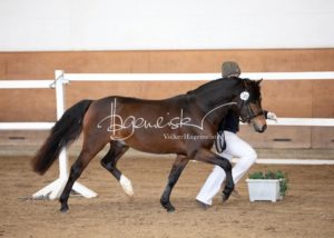 PSB Körung Samstag 25