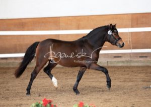 PSB Körung Samstag 26