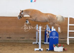 PSB Körung Samstag 28