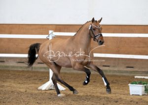 PSB Körung Samstag 1