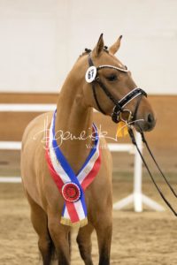 PSB Siegerhengste 13