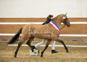 PSB Siegerhengste 14