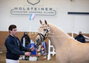 PSB Körung Samstag 3