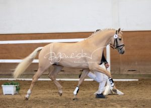 PSB Körung Samstag 4