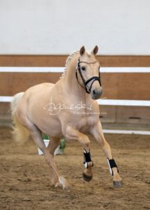 PSB Körung Samstag 5