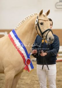 PSB Siegerhengste 15