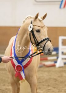 PSB Siegerhengste 16