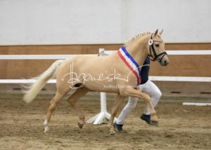 PSB Siegerhengste 17