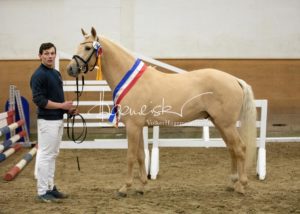 PSB Siegerhengste 18