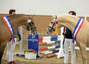 PSB Siegerhengste 19