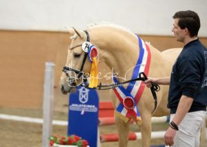 PSB Siegerhengste 20