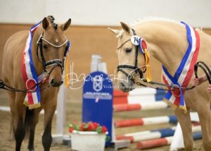 PSB Siegerhengste 21