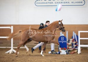 PSB Körung Samstag 6