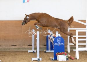 PSB Körung Samstag 7