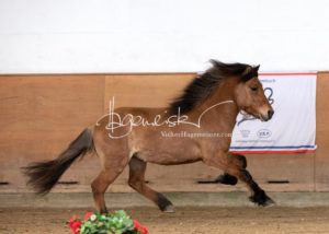 PSB Körung Sonntag 9