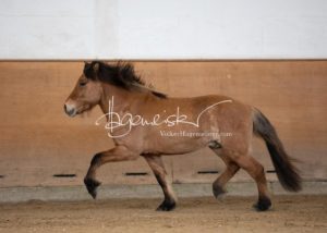 PSB Körung Sonntag 10