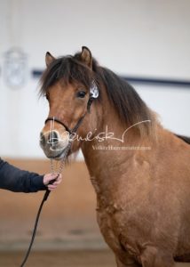 PSB Körung Sonntag 11