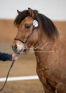 PSB Körung Sonntag 12