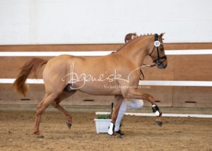 PSB Körung Samstag 8