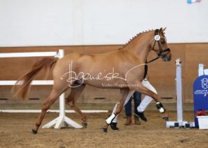 PSB Körung Samstag 10