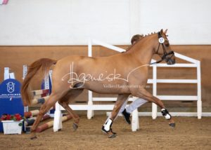 PSB Körung Samstag 13