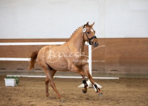 PSB Körung Samstag 14