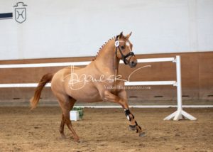PSB Körung Samstag 15
