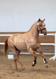 PSB Körung Samstag 16