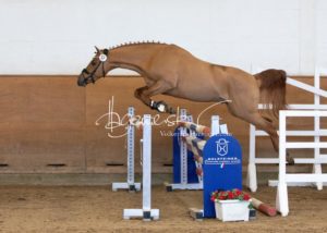 PSB Körung Samstag 18