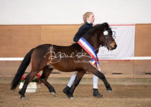 PSB Siegerhengste 25