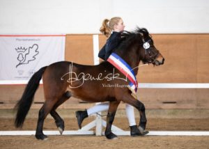 PSB Siegerhengste 26