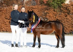 PSB Siegerhengste 27