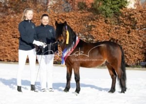 PSB Siegerhengste 28