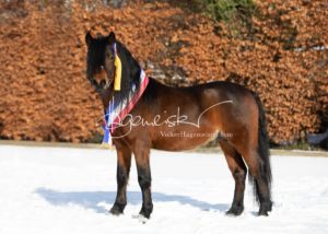 PSB Siegerhengste 29