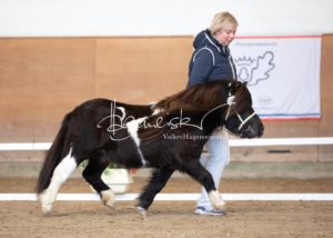 PSB Körung Sonntag 13