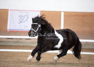 PSB Körung Sonntag 14