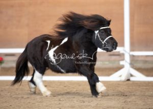 PSB Körung Sonntag 15