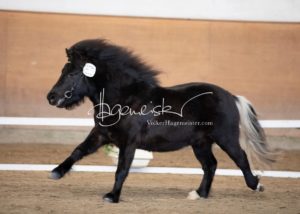 PSB Körung Sonntag 17