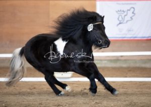 PSB Körung Sonntag 18