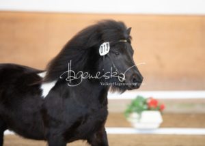 PSB Körung Sonntag 19